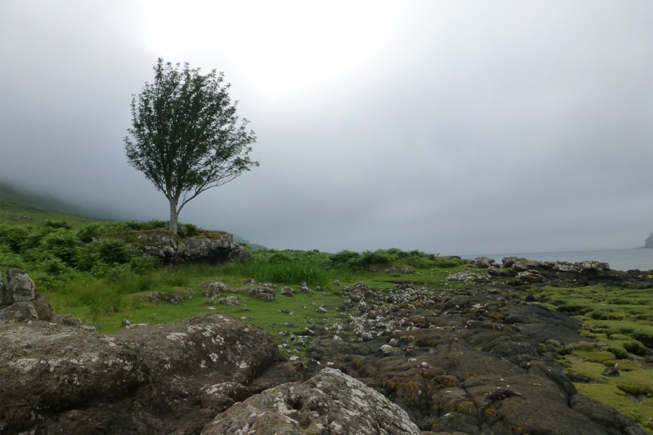 Rowan (Sorbus aucuparia) in the mist